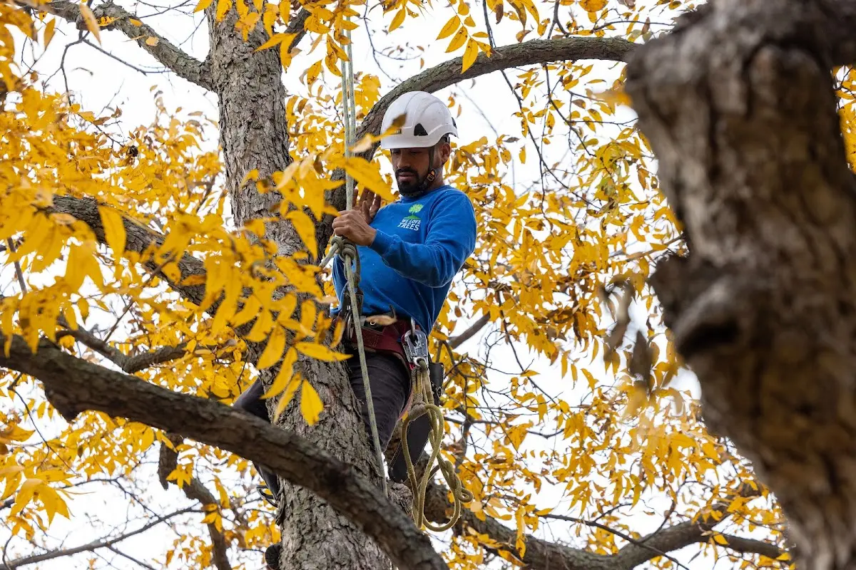 Skilled Tree Planting crew working in Montello